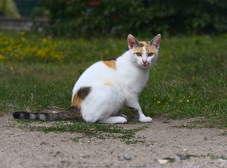 Kot w Kuligowie (138.611328125 kB)
